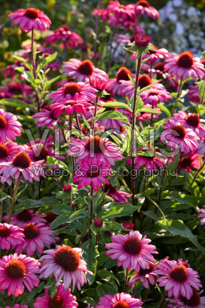 Echinacea Echinacea