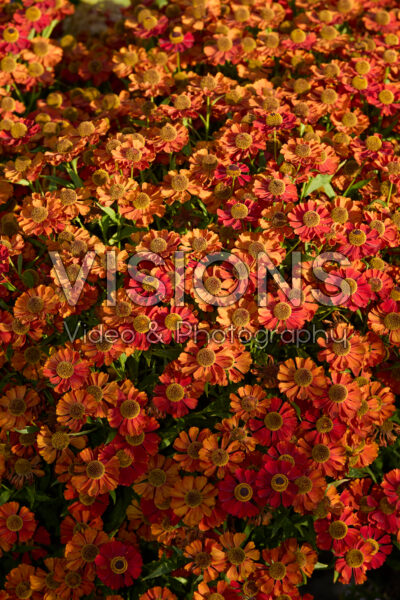 Helenium Helenium