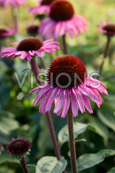 Echinacea Dark Purple Echinacea Dark Purple