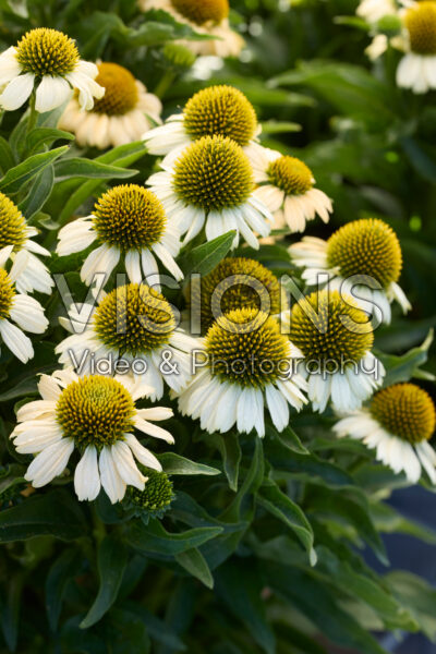 Echinacea Meditation Lime®