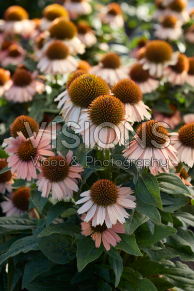 Echinacea Salmon Pink Echinacea Salmon Pink