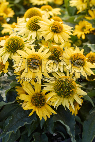 Echinacea Yellow medium tall