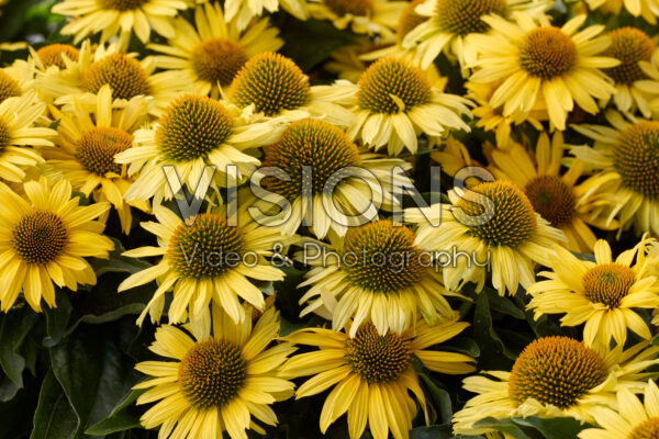 Echinacea Yellow medium tall