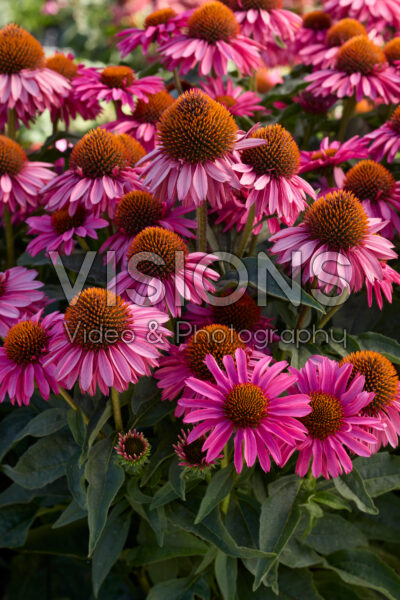 Echinacea Double Petals Pink