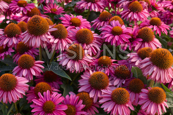 Echinacea Double Petals Pink