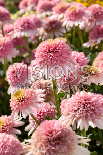 Echinacea Double Big Pink Echinacea Double Big Pink