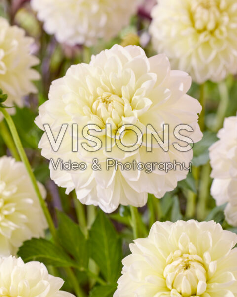 Dahlia Creme Corner Dahlia Creme Corner