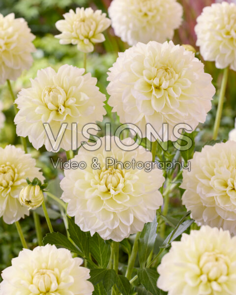 Dahlia Creme Corner Dahlia Creme Corner