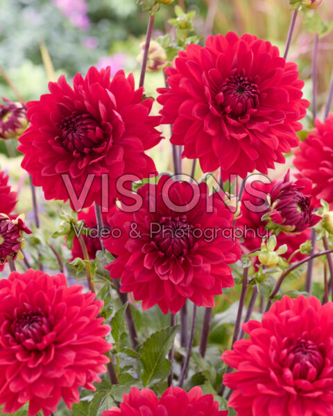 Dalia Garden Wonder Dalia Garden Wonder