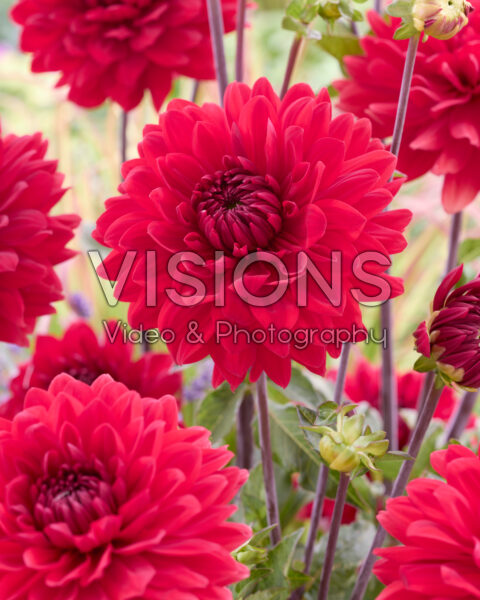 Dalia Garden Wonder