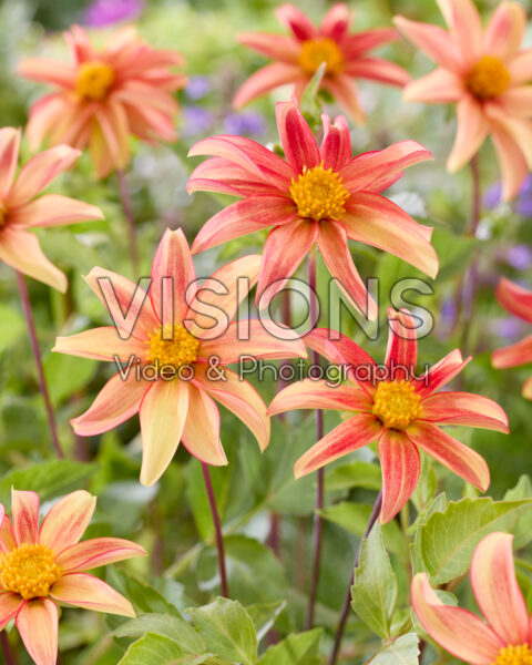 Dahlia Dakota Dahlia Dakota