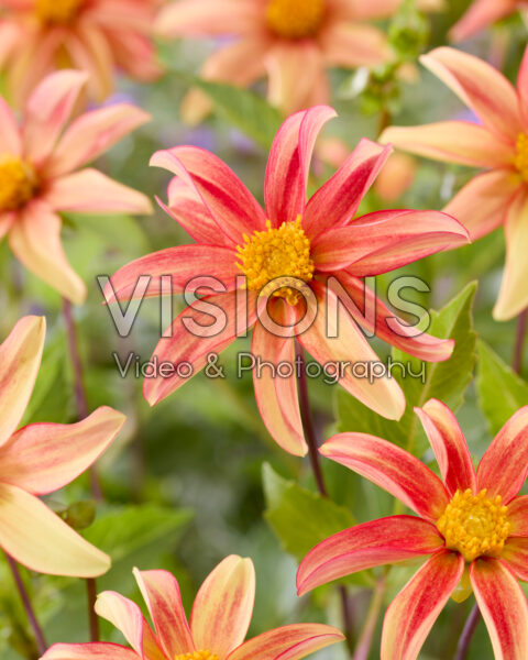Dahlia Dakota