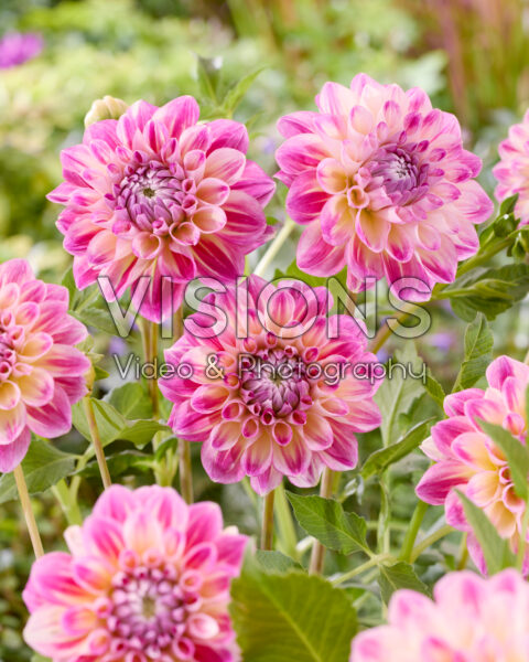 Dahlia Hawaii NL Dahlia Hawaii NL