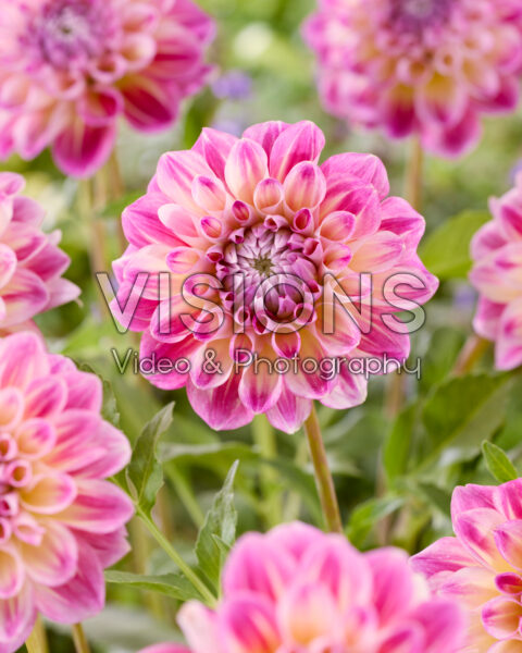 Dahlia Hawaii NL