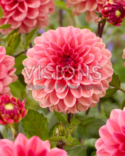 Dahlia Orange Girl