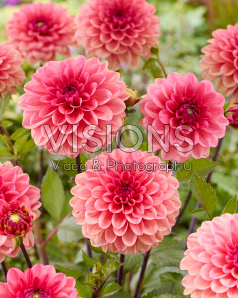 Dahlia Orange Girl