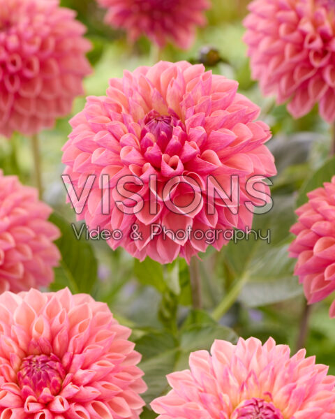 Dahlia Sturm 4956