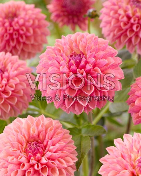Dahlia Sturm 4956