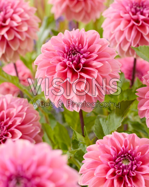 Dahlia Sturm 4953