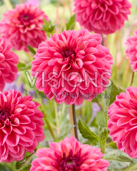 Dahlia Sturm 4960