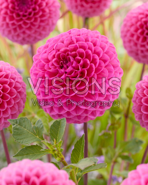 Dahlia Sturm 4977 Dahlia Sturm 4977