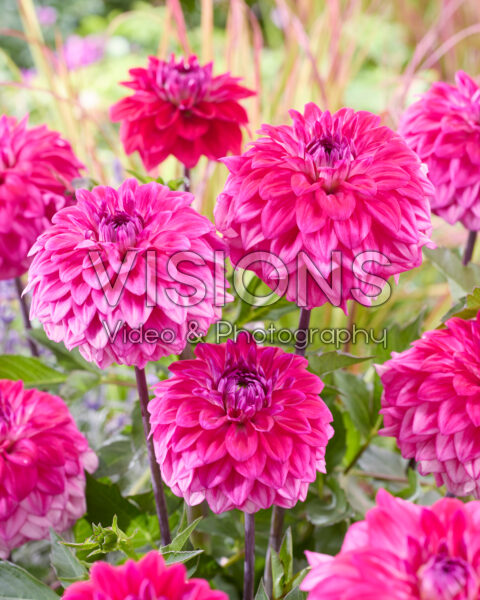 Dahlia Yuan Dahlia Yuan