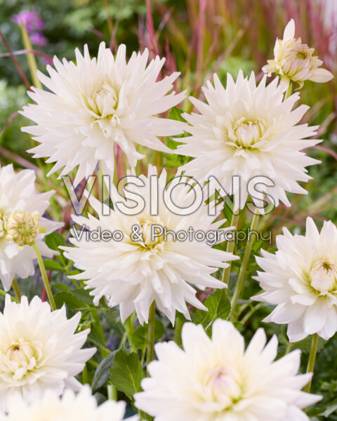 Dahlia Clearview Edie