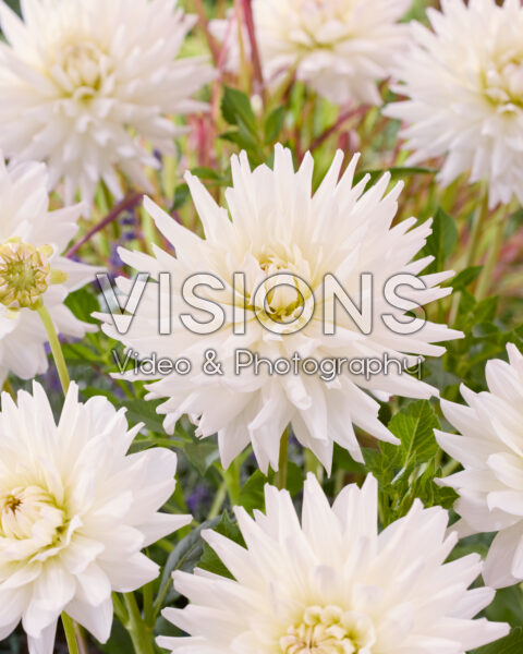 Dahlia Clearview Edie