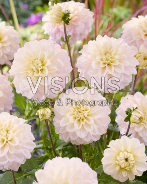 Dalia White Corner Dalia White Corner