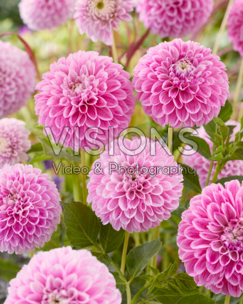Dahlia Marshmallow Baby