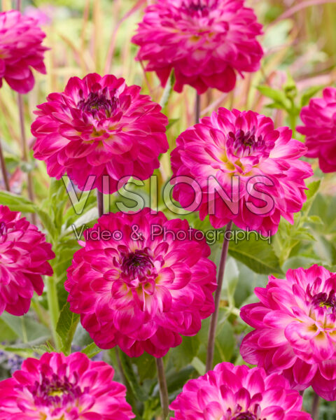 Dahlia Marshmallow Mellie Dahlia Marshmallow Mellie