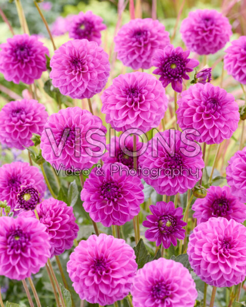 Dahlia Wernhouts Paars Dahlia Wernhouts Paars