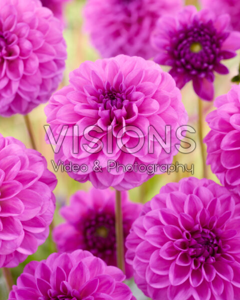 Dahlia Wernhouts Paars