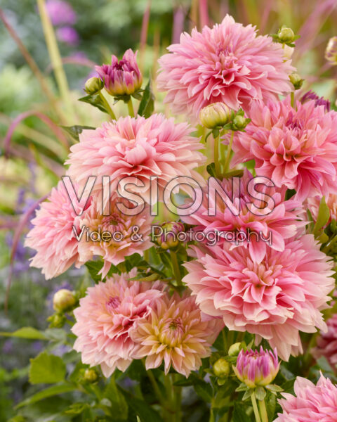Dalia Garden Desire Dalia Garden Desire