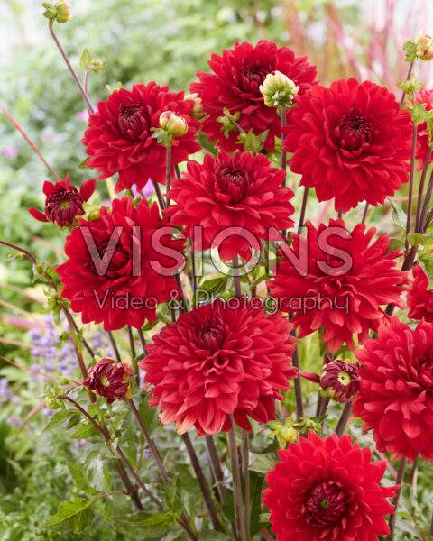 Dalia Garden Wonder Dalia Garden Wonder