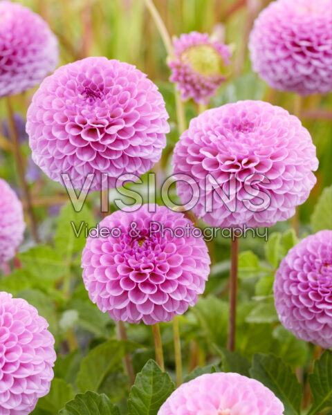 Dahlia Lipoma