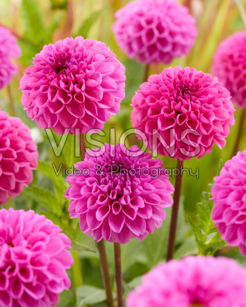 Dahlia Jan van Schaffelaar