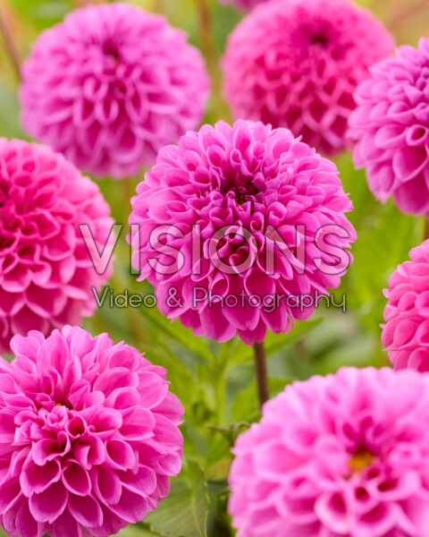 Dahlia Jan van Schaffelaar