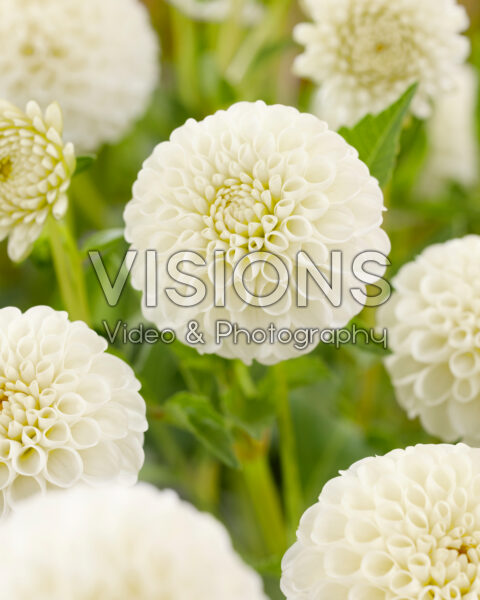 Dahlia Snowflake Dahlia Snowflake