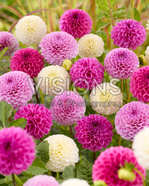 Dahlia mixed Dahlia mixed