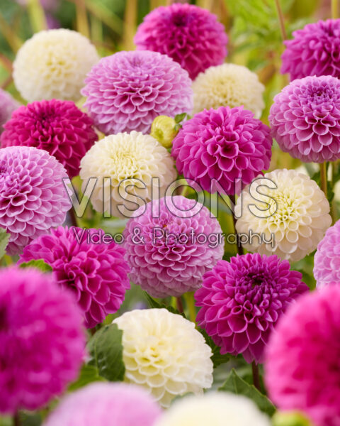 Dahlia mixed Dahlia mixed