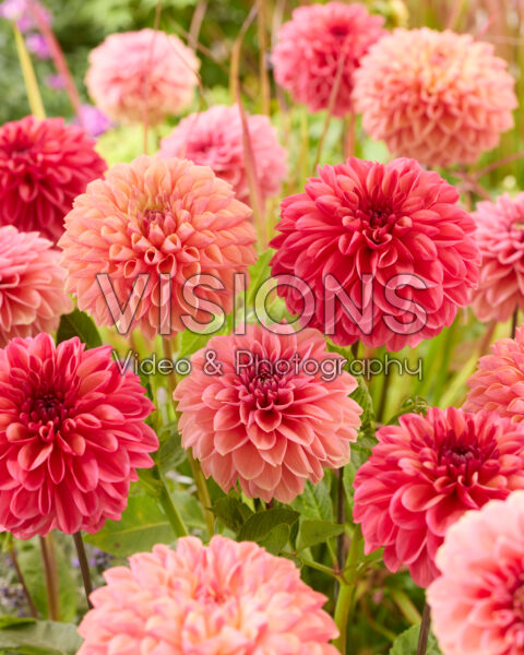 Dahlia mixed Dahlia mixed