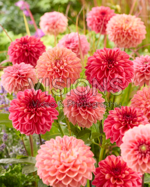 Dahlia mixed Dahlia mixed