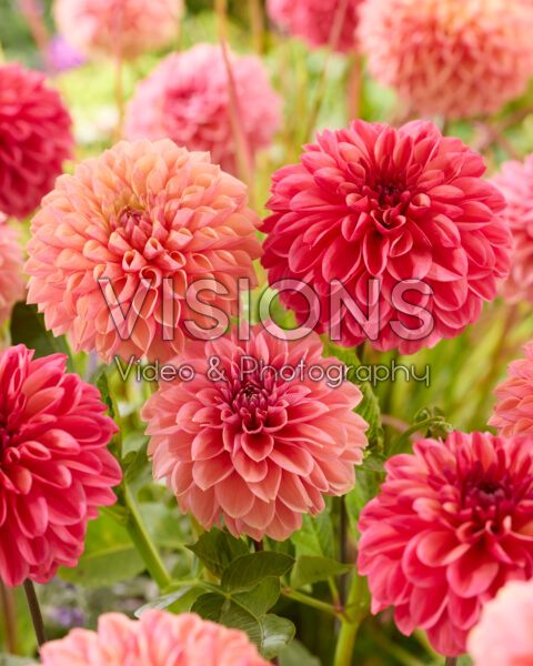 Dahlia gemengd Dahlia gemengd