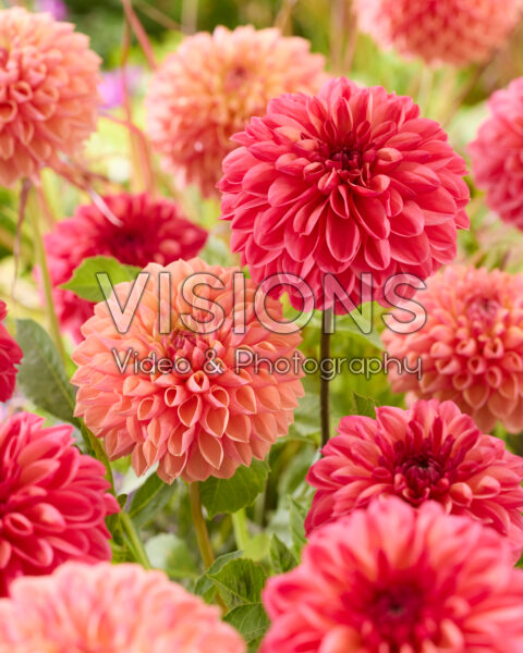Dahlia gemengd Dahlia gemengd
