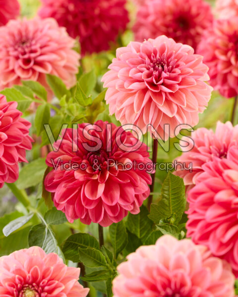 Dahlia mixed