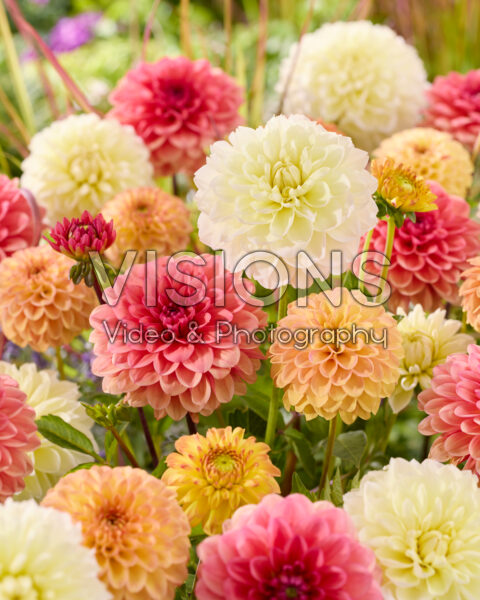 Dahlia gemengd