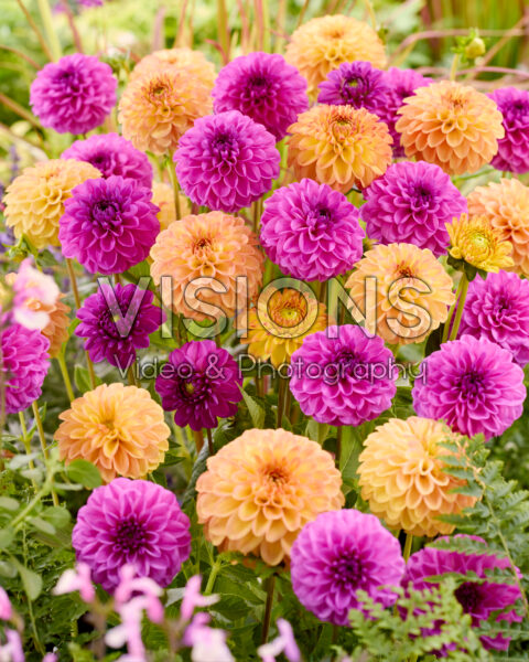 Dahlia Wernhouts Paars, Sunny Fox