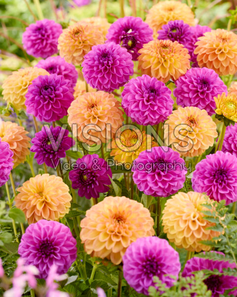 Dahlia Wernhouts Paars, Sunny Fox Dahlia Wernhouts Paars, Sunny Fox