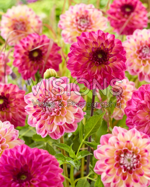 Dahlia Hawaii NL, Tara's Choice Dahlia Hawaii NL, Tara's Choice